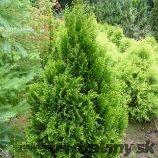 Tuja riasnatá Kórnik, 30/40 cm, v črepníku Thuja plicata Kórnik