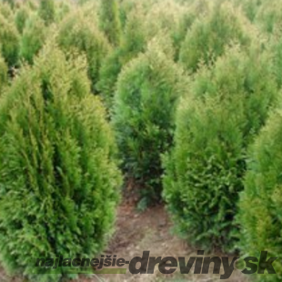 Tuja riasnatá Kórnik IV, výška 20/30 cm, v črepníku Thuja plicata Kórnik IV