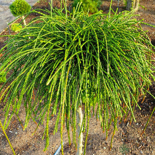 Tuja riasnatá Whipcord na kmienku, v črepníku, 100/120 cm Thuja plicata Whipcord