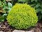 Tuja západná ‘Anniek‘, výška 20/25 cm, v črepníku Thuja occidentalis Anniek