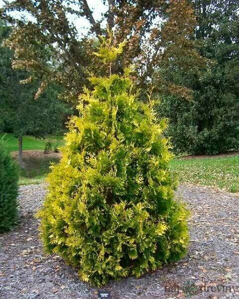 Tuja západná Aureospiacta, v črepníku, 40/60 cm Thuja occidentalis Aureospiacta