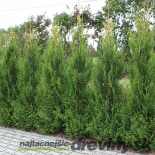 Tuja západná Aureospicata, výška 100/120 cm, v črepníku Thuja occidentalis Aureospicata