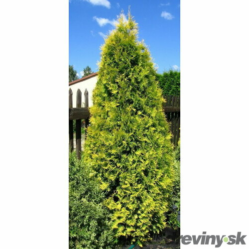 Tuja západná Aurescens 15/20 cm, v črepníku P9 Thuja occidentalis Aurescens