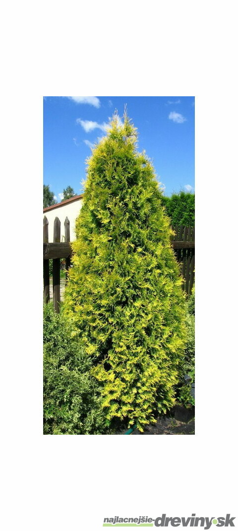 Tuja západná Aurescens 15/20 cm, v črepníku P9 Thuja occidentalis Aurescens