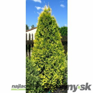 Tuja západná Aurescens 15/20 cm , v črepníku P9 Thuja occidentalis Aurescens