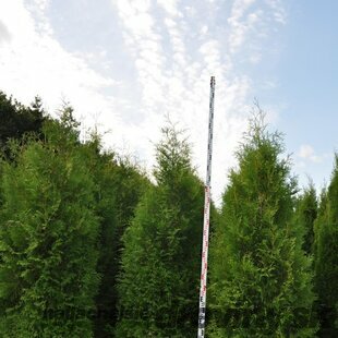 Tuja západná Brabant 180/200 cm, kopaná Thuja occidentalis Brabant