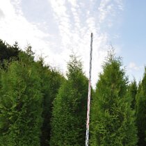 Tuja západná Brabant 180/200 cm, kopaná Thuja occidentalis Brabant