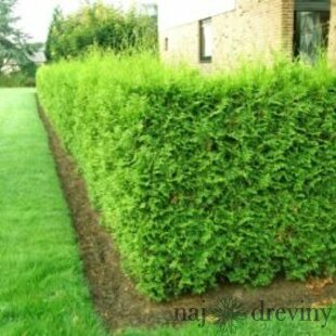 Tuja západná Brabant 40/60 cm, v črepníku Thuja occidenatalis Brabant