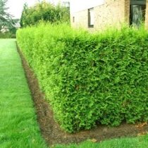 Tuja západná Brabant 40/60 cm, v črepníku Thuja occidenatalis Brabant