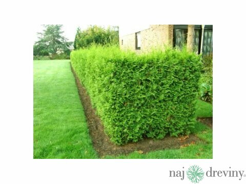 Tuja západná Brabant 40/60 cm, v črepníku Thuja occidenatalis Brabant