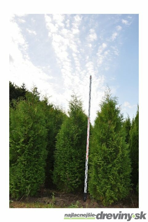 Tuja západná Brabant, výška 120/140 cm, v črepníku Thuja occidentalis Brabant
