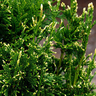 Tuja západná Can-Can, výška 10/15 cm, v črepníku P9 Thuja occidentalis