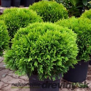 Tuja západná Danica, výška 15/20 cm, v črepníku P9 Thuja occidentalis Danica