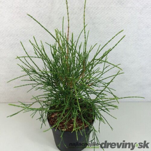 Tuja západná ‘Filiformis‘, výška 30/40 cm, v črepníku 3l Thuja occidentalis