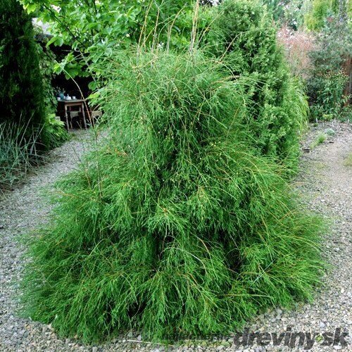 Tuja západná ‘Filiformis‘, výška 30/40 cm, v črepníku 3l Thuja occidentalis