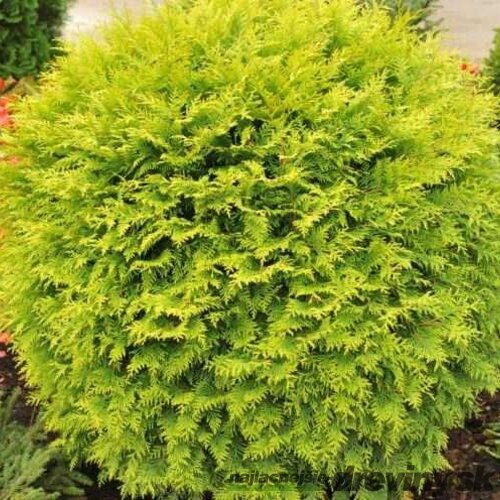 Tuja západná Globosa Aurea, 20/40 cm, v črepníku 3l Thuja occidentalis Globosa Aurea