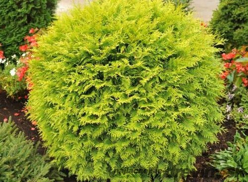 Tuja západná Globosa Aurea, 20/40 cm, v črepníku 3l Thuja occidentalis Globosa Aurea