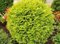 Tuja západná Globosa Aurea, 20/40 cm, v črepníku 3l Thuja occidentalis Globosa Aurea