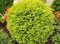 Tuja západná Globosa Aurea, 40-60cm, v črepníku Thuja occidentalis Globosa Aurea