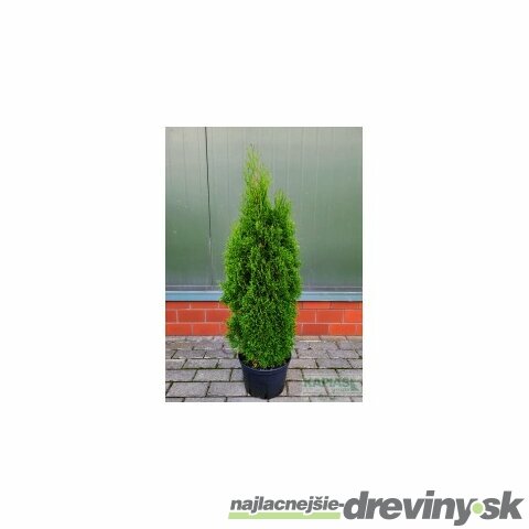 Tuja západná ‘Great Star‘ PBR, výška 80/100 cm, v črepníku Thuja occidentalis GK01 ‘Great Star‘ PBR