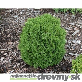 Tuja západná Hoseri, výška 20/30 cm, v črepníku Thuja occidentalis Hoseri