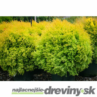 Tuja západná Rheingold, výška 25/35 cm, v črepníku Thuja occidentalis Rheingold