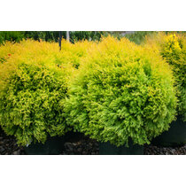 Tuja západná Rheingold, výška 25/35 cm, v črepníku Thuja occidentalis Rheingold