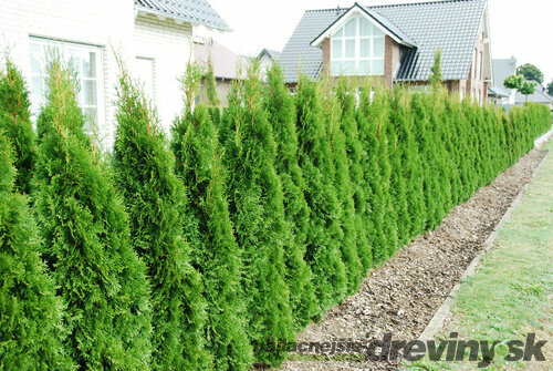 Tuja západná Smaragd 140/150 cm, kopaná, Thuja occidentalis Smaragd