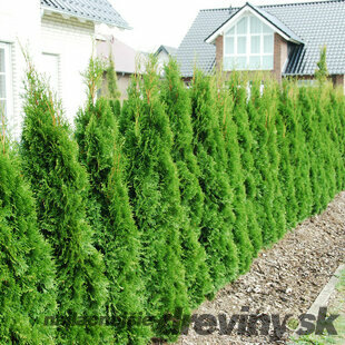 Tuja západná Smaragd 140/150 cm, kopaná, Thuja occidentalis Smaragd