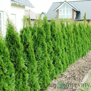 Tuja západná Smaragd 140/150 cm, kopaná, Thuja occidentalis Smaragd