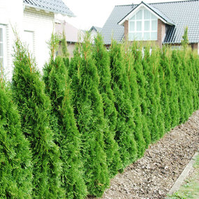 Tuja západná Smaragd 140/150 cm, kopaná, Thuja occidentalis Smaragd