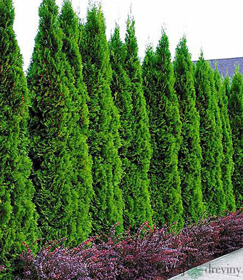 Tuja západná Smaragd 180/200 cm, v koreňovom bale Thuja occidentalis Smaragd