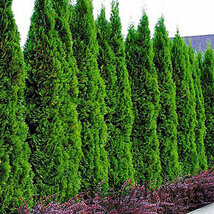 Tuja západná Smaragd 180/200 cm, v koreňovom bale Thuja occidentalis Smaragd