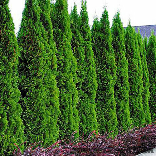 Tuja západná Smaragd 180/200 cm, v koreňovom bale Thuja occidentalis Smaragd