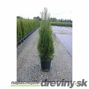 Tuja západná Smaragd 20/30 cm, v črepníku P9 Thuja occidentalis Smaragd