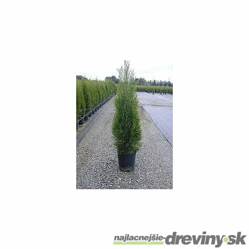 Tuja západná Smaragd 20/30 cm, v črepníku P9 Thuja occidentalis Smaragd