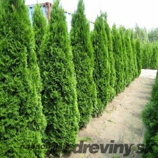 Tuja západná Smaragd 230/250 cm, v koreňovom bale, Thuja occidentalis Smaragd