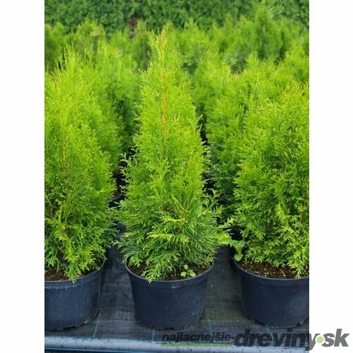 Tuja západná Smaragd 50/70 cm, v črepníku 3 litre Thuja occidentalis Smaragd