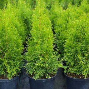 Tuja západná Smaragd 50/70 cm, v črepníku 3 litre Thuja occidentalis Smaragd