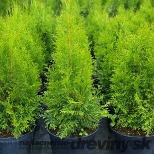 Tuja západná Smaragd 50/70 cm, v črepníku 3 litre Thuja occidentalis Smaragd