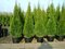 Tuja západná Smaragd, výška 130/150 cm, v črepníku Thuja occidentalis Smaragd
