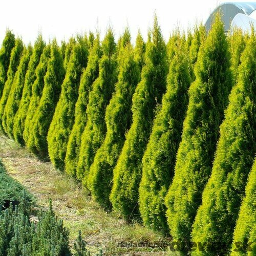 Tuja západná Smaragd Zlatá 90/110 cm, v črepníku Thuja occidentalis Golden Smaragd