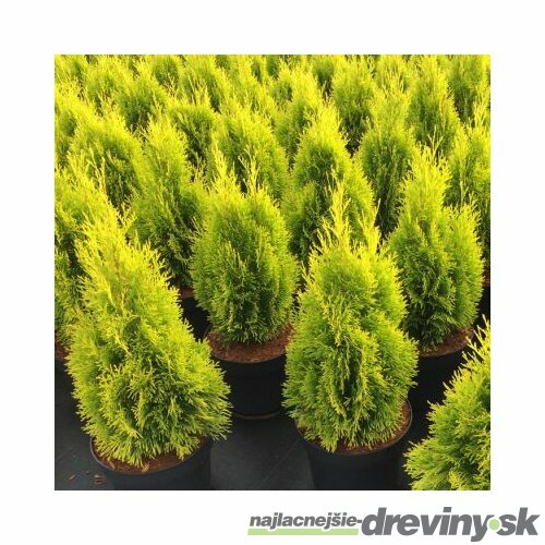 Tuja západná Smaragd Zlatá, v črepníku, 30/50 cm Thuja occidentalis Golden Smaragd