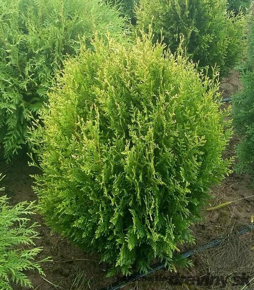 Tuja západná Stolwijk, výška 25/30 cm, v črepníku Thuja occidentalis Stolwijk