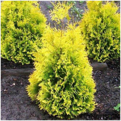 Tuja západná Sunkist, výška 30/40 cm, v črepníku 3l Thuja occidentalis Sunkist