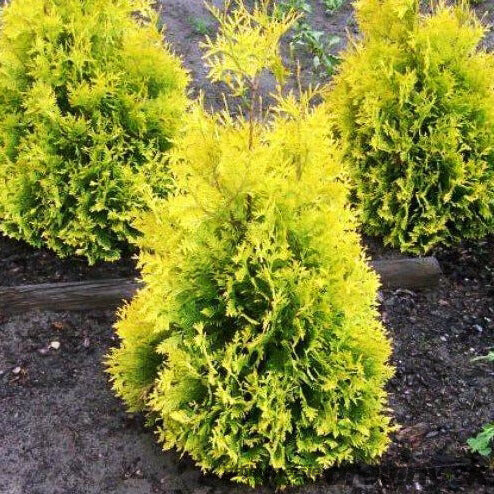 Tuja západná Sunkist, výška 30/40 cm, v črepníku 3l Thuja occidentalis Sunkist