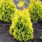 Tuja západná Sunkist, výška 30/40 cm, v črepníku 3l Thuja occidentalis Sunkist