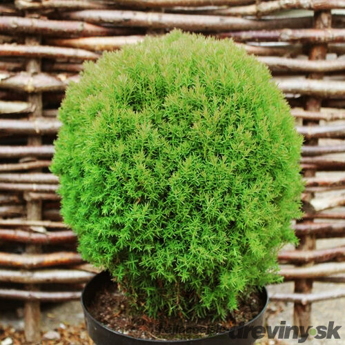 Tuja západná Teddy, 20/30 cm, v črepníku Thuja occidentalis Teddy