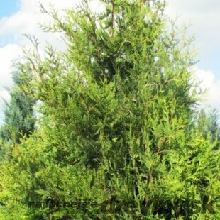 Tuja západná Waxen, výška 40/60 cm, v črepníku Thuja occidentalis ‘Waxen‘