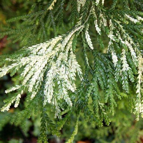 Tujovka japonská Variegata, 20-30cm, v črepníku Thujopsis dolabrata Variegata